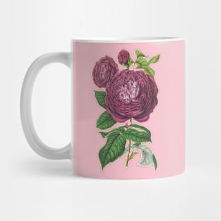 Mauve Pink Rose Flower Vintage Botanical Illustration Mug